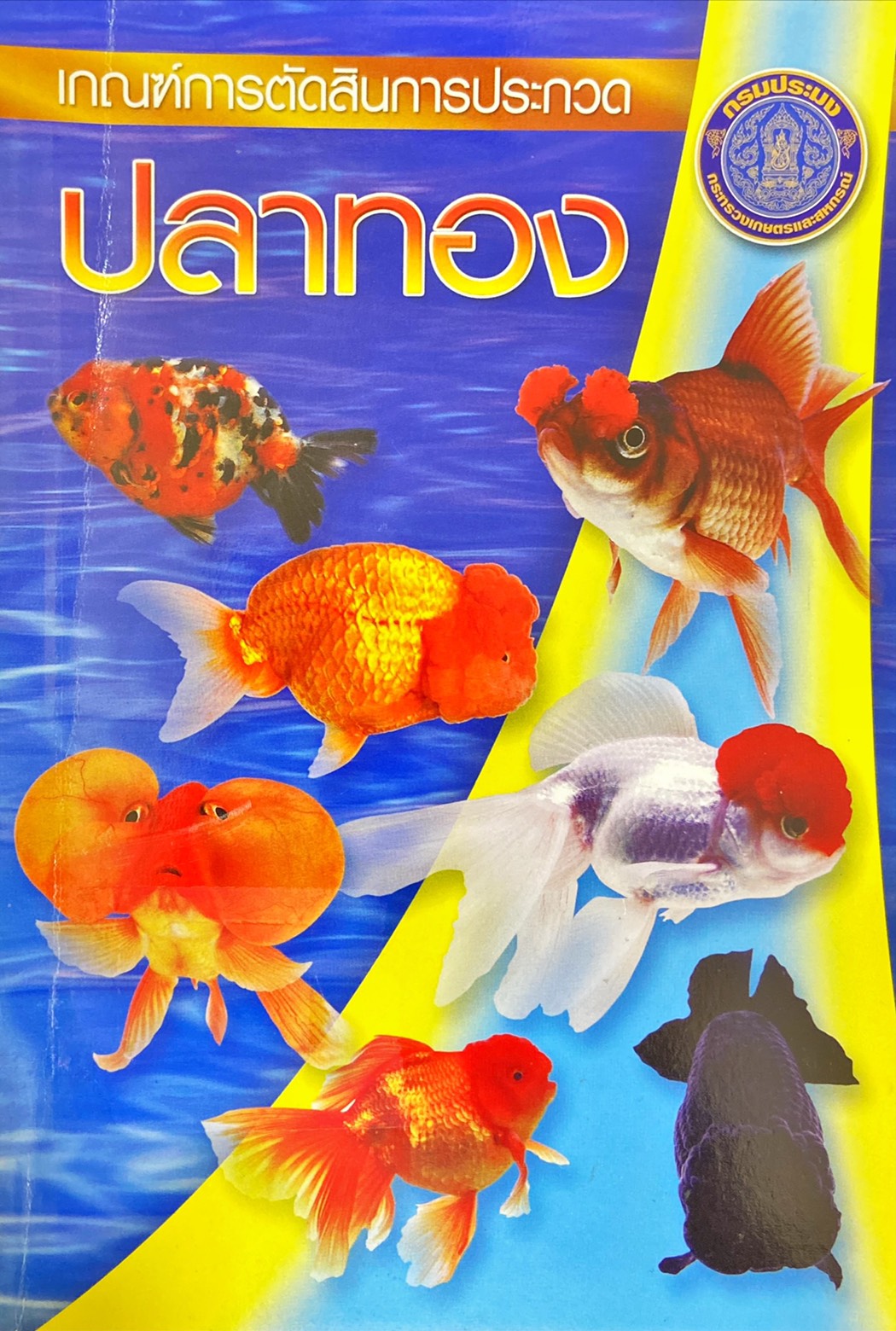 เกณฑ์การตัดสินการประกวดปลาทอง