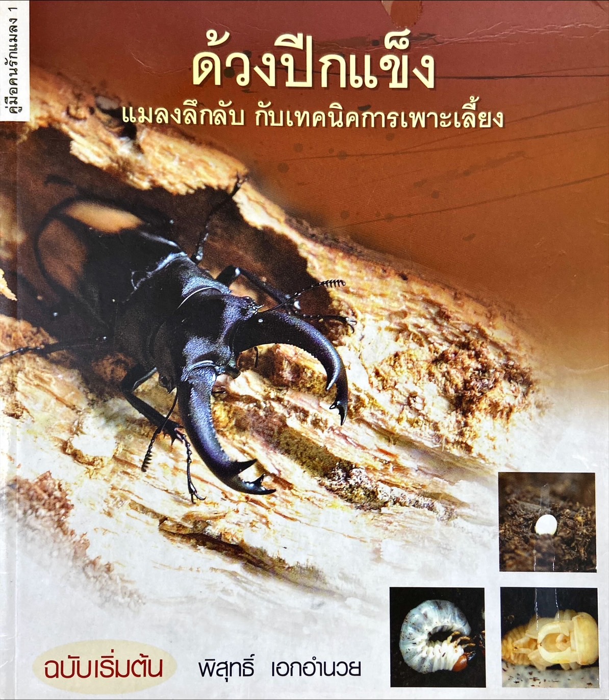 ด้วงปีกแข็ง : แมลงลึกลับ กับเทคนิคการเพาะเลี้ยง
